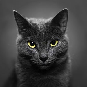 Meet your Posher, Julio